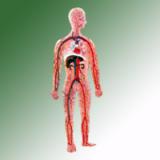 HUMAN CIRCULATORY SYSTEM